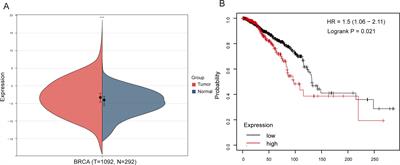 NSG2: a promising prognostic marker shaping the immune landscape of breast cancer